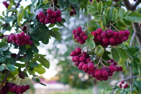 autumn with clusters of burgundy rowan berries on a branch among green leaves in the park. Place to insert text. High quality photo xkwx autumn clusters burgundy rowan berries branch among green park. Place to insert text carved leaves feathery bokeh shrubs trees early time landscape screensaver