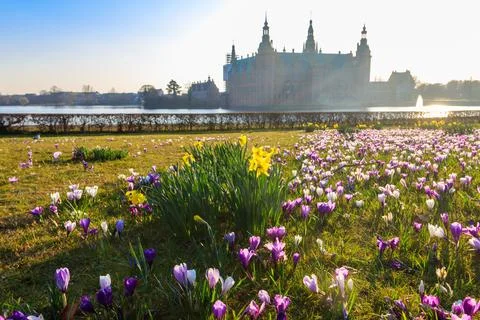 View of Frederiksborg castle in Hillerod, Denmark. Beautiful lake and garden with crocuses and daffodils on a foreground xkwx architecture beautiful blooming building castle copenhagen crocus daffodil danish denmark europe facade famous flower frederiksborg garden green hillerod history king lake landmark landscape lawn meadow medieval narcissus nature outdoor palace park plant pond purple renaissance residence romantic royal scandinavia scene sightseeing spire tourism tower travel tree water yellow