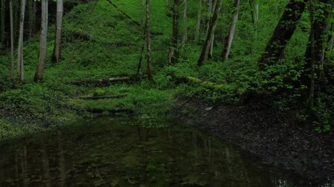 2,4K Drone Forest View Stock Footage 240830480