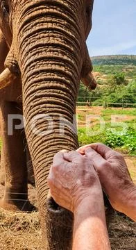 25 African Elephant close encounter sanctuary man feeding Stock Photos
