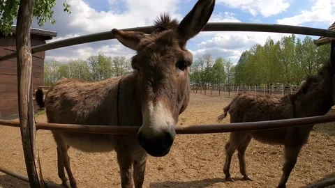 25 donkeys and hand Stock Footage 309094011