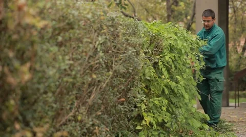 25. Gardener trimming hedge.Worker shaping bushy fence.Electric trimmer.Cutting. Stock Footage 42776574