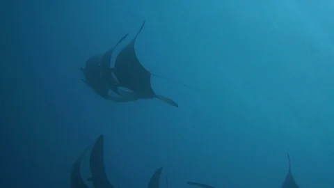 25 mobula rays swimming together very gracefully. Video stock 92213774