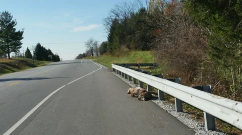 2502 Road Kill Deer on Side of Road with Cars Driving By, 4K Stock Footage 43740426