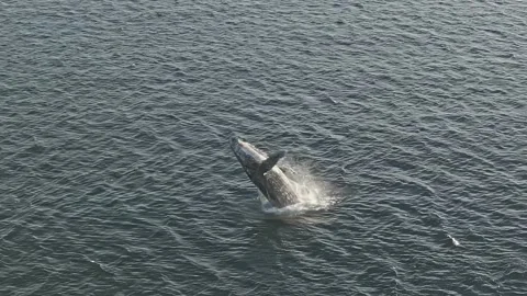 250205-CABOS-WHALES5 Vídeos de archivo 301413641