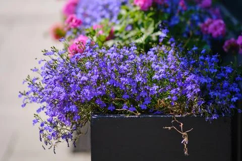 Beautiful blue flowers grow in a flower bed on a sunny summer day xkwx plant bloom gardening blossom campanula flora bellflower flower bell green nature petal background purple floral spring beauty summer violet botany bright season colorful botanical leaf blue closeup macro outdoor pink decorative bouquet group fresh many design lobelia campanulaceae herbaceous close-up pretty blurred texture springtime shrub