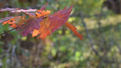 251026(2)sv Stock Footage 320068065