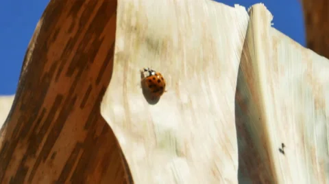 2512 Lady Bug on Golden Corn Field with Blue Sky, 4K Stock Footage 43741441