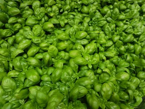 251.Basil1 Stock Photos