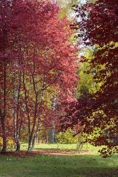 Purple, burgundy, yellow and green tree crowns in the forest in autumn xkwx forest tree birch purple burgundy yellow green colorful grass plant garden park nature landscape outdoor