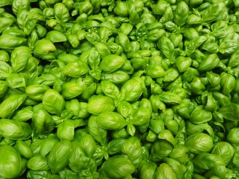 252.Basil2 Stock Photos
