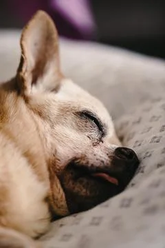 Crop dog with closed eyes sleeping on white sofa at home against blurred background xkwx pet lazy dog sleep tired peaceful relax animal serene purebred nap pedigree canine breed eyes closed quiet rest domestic mammal asleep creature puppy at home apartment companion loyal tranquil crop indoors laying bed blur chihuahua cute sofa white blurred background alone home comfort