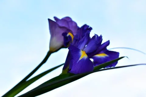 2533-ćbeautiful iris Stock-Fotos