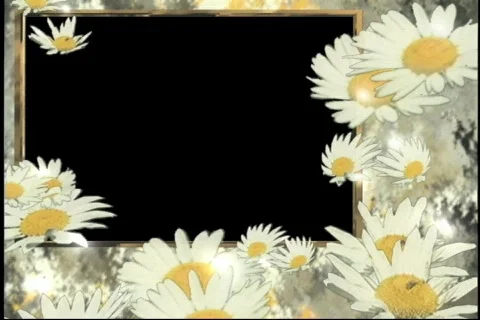 2534 daisy frame Stock Footage 809067