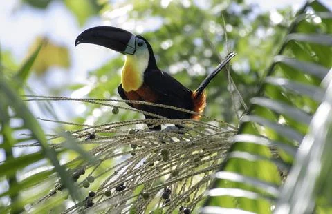 A Channel-billed Toucan, Ramphastos vitellinus, perching in a palm tree in the bright sunlight xkwx bird wild palm tree eating toucan trinidad and tobago perched branch animal photography channel-billed toucan tree trinidad palm seed beautiful colorful ramphastos vitellinus sunlight bright vibrant tropical tobago forest background birds wildlife nature rainforest feathers beak jungle exotic caribbean closeup detail birdwatching wing ornithology plumage food