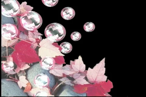 2535 Leaves bubbles Stock Footage 809044