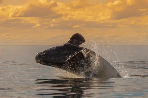 Southern Right whale jumping , Peninsula Valdes Patagonia , Argentina xkwx Balaenidae Chubut Endangered Eubalaena Glacialis Golfo Nuevo Nature Reserve patagonia Patagonian wildlife Pennsula Valdes Puerto Madryn Right Whale Sea South American Unesco World Heritage Site argentina coastal atlantic ocean big caudal fin clear water eubalaena eubalaena australis fin giant marine life marine mammal ocean ocean animals red list sea life swiming tail tail fluke touristic destination travel underwater unesco whale wildlife wildlife patagonia wildlife photography