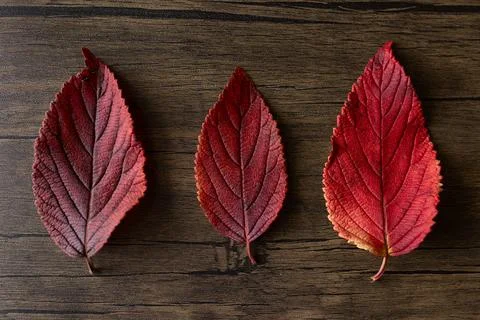 three red leaves against a wood background in natural light xkwx macro close-up shot fall plant beautiful fall fall decor natural light red leaves fall foliage isolated fall leaves autumn autumn vibes three fall leaves three leaves wood background overhead shot of red leaves burgundy leaves red leaf burgundy leaf calm serene botanical botanical specimen warm tones november october birds eye view close-up of fall leaves leaf texture fall leaf texture leaf veins beautiful leaves warm cozy thanksgiving decor fall colors textured wood rustic rustic foliage wooden surface autumn leaves leaves against wood autumnal close-up focus autumn rustic rustic fall vibrant vibrant leaves somerville new jersey united states no people