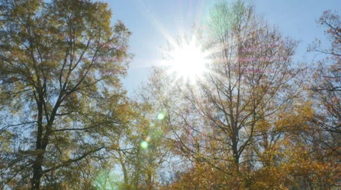 2563 People at Park During Fall with Sun Flare, HD Stock Footage 43872046