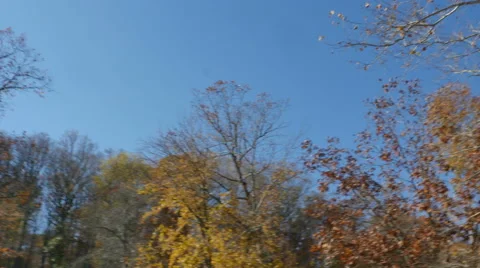 2565 Sun Flare Through Fall Trees with Blue Sky, 4K Stock Footage 43875094