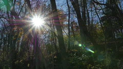 2570 Leaves Falling from Trees During Fall with Sun Flare in Slow Motion Stock Footage 43877554