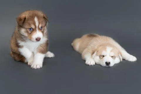 Two one-month-old husky puppies on a gray background, a brown husky sits and looks, a beige husky sleeps xkwx blue eyes breed portrait mammal cute adorable dog animal background puppy pet white domestic happy husky face canine purebred young looking lying doggy friend beautiful pretty funny december beige fawn wolf gray brown sleep