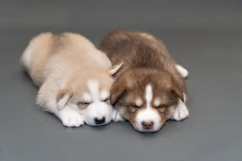 Two one-month-old husky puppies on a gray background, a brown husky and beige husky sleep, close up xkwx blue eyes breed portrait mammal cute adorable dog animal background puppy pet white domestic happy husky face canine purebred young looking lying doggy friend beautiful pretty funny december beige fawn wolf gray brown sleep