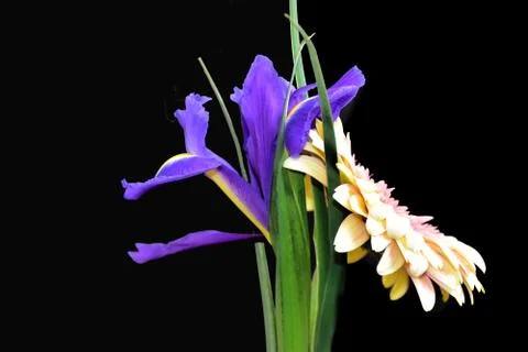 2587-gerber with iris Stock Photos