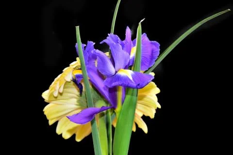 2588-gerber with iris Stock Photos