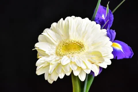 2589-gerber with iris Stock Photos