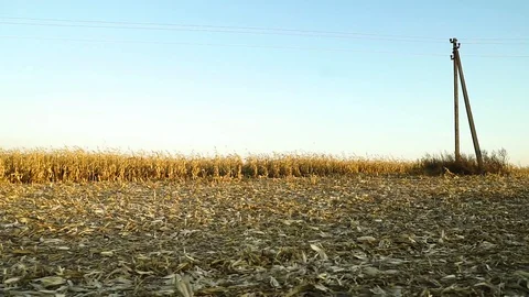 25FPS. View of the corn field from the car window. Evening on the corn field. Stock Footage 128659354
