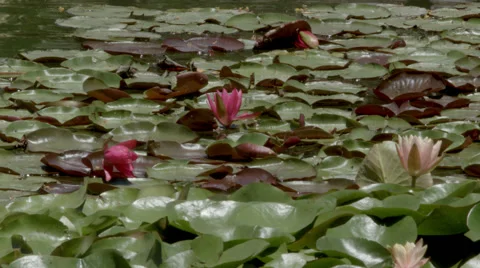 2.5K Los Angeles Echo Park Lotus Stock Footage 40366593
