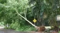 25p Hurricane Irene Aftermath-14 HD Footage