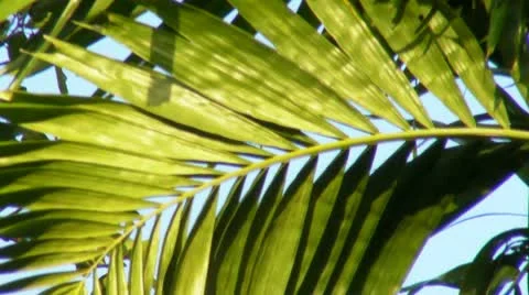 25p palm tree leave Stock Footage 10015458