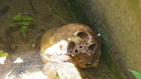 25p skull  in graveyard Stock Footage 10009820