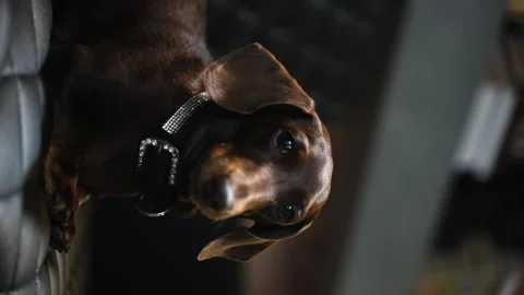 26 Dachshund on the couch side view of the camera Stock Footage 221118412