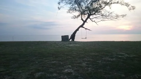 26  inclined tree with swing facing oceanic sunrise Stock Footage 145654527