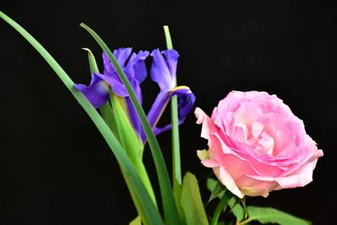 2600-rose with iris Foto stock
