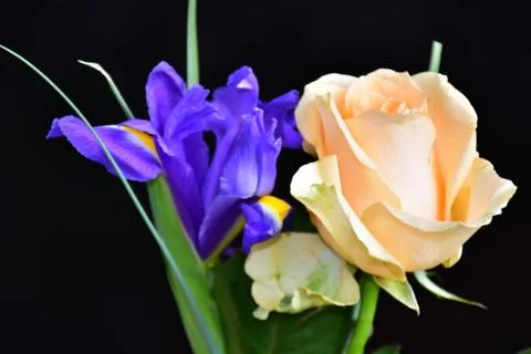 2602-rose with iris Stock Photos