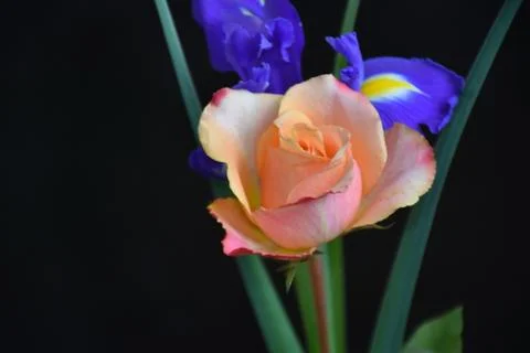 2610-rose with iris Stock Photos