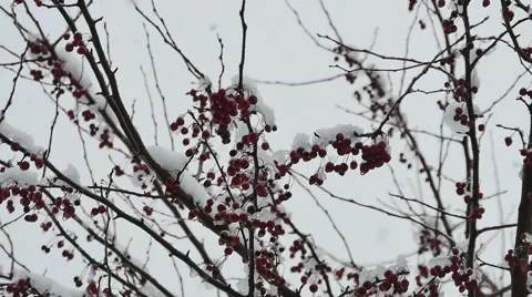 2633 Large Snowflakes Falling During Winter in Slow Motion with Barry Tree in Stock Footage 44408273