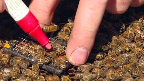 266. The beekeeper shows how to correctly mark the queen bee with a marker. Video stock 93848775