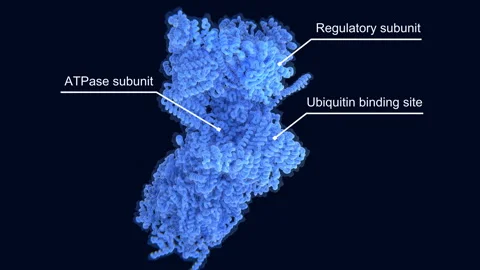 The 26S proteasome going through several conformations after being activated Stock Footage 241593791