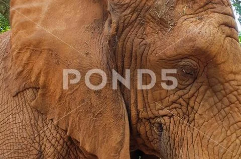 27 African Elephant close encounter sanctuary ear adn eye closeup Stock Photos