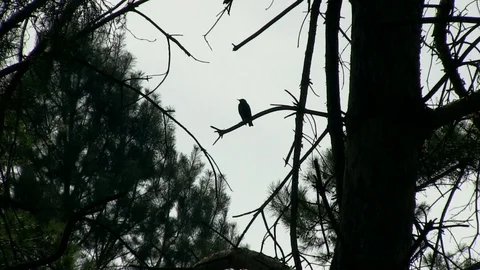 27-bird backlight 库存影片 126999330