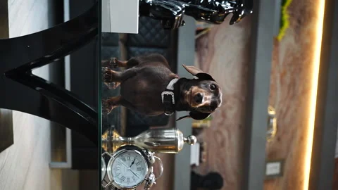 27 Dachshund on the table Stock Footage 221118238