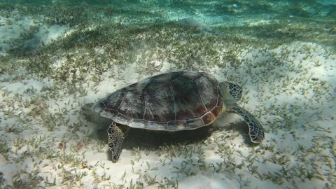 27 Green Sea Turtle Eating Seaweed In Egypt Red Sea Stock Footage 337901657