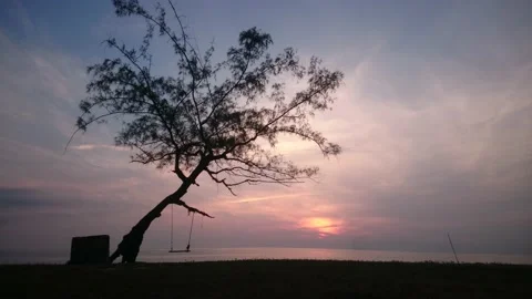 27 inclined tree with swing facing oceanic sunrise Stock Footage 145655154
