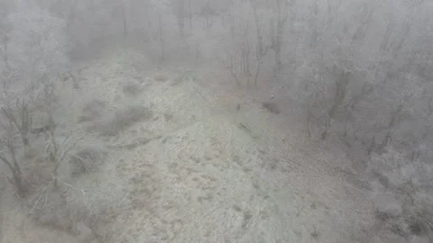 27 thick fog in the forest, trees covered in frost, snow Stock Footage 267405489