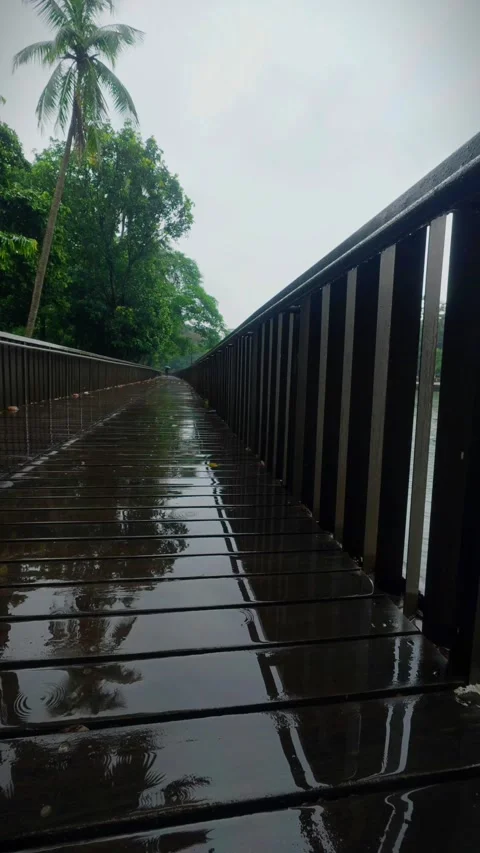 27 Vertical Static Shot of Rainfall on Wooden Bridge Path with Trees Stock Footage 313649960